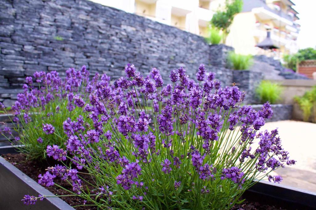Moselromantik Hotel Kessler Meyer Cochem Zewnętrze zdjęcie